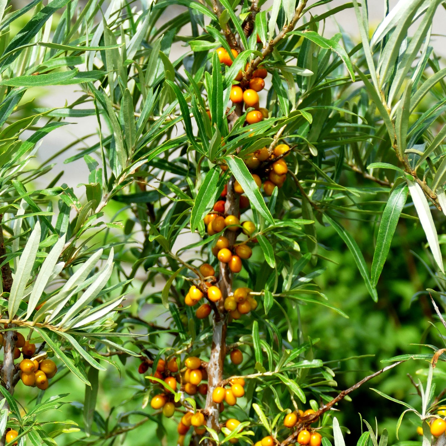 Sanddorn weiblich 'Leikora' (Hippophae rhamnoides)