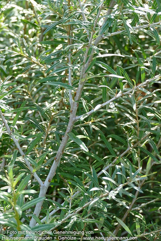 Sanddorn weiblich 'Orange Energy' (Hippophae rhamnoides)