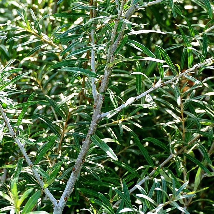 Sanddorn weiblich 'Orange Energy' (Hippophae rhamnoides)