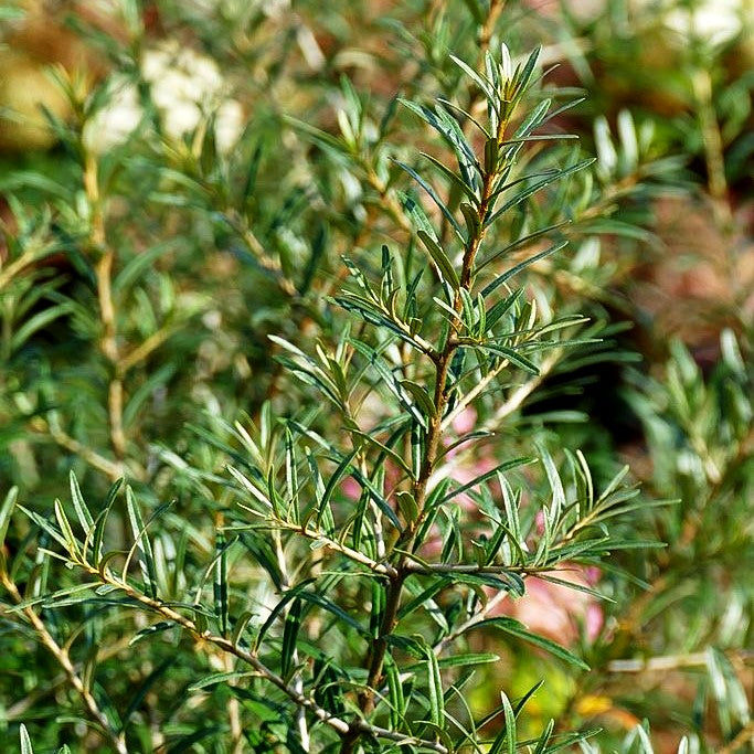 Sanddorn weiblich 'Orange Energy' (Hippophae rhamnoides)