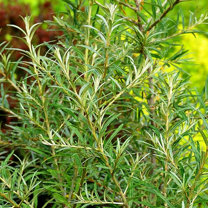Sanddorn weiblich 'Orange Energy' (Hippophae rhamnoides)
