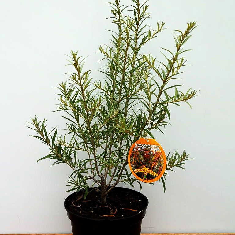 Sanddorn weiblich 'Orange Energy' (Hippophae rhamnoides)
