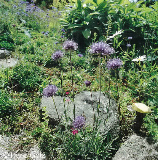 Sandglöckchen 'Blaulicht' (Jasione laevis)