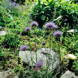 Sandglöckchen 'Blaulicht' (Jasione laevis)