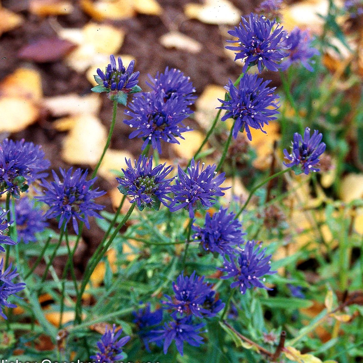 Sandglöckchen 'Blaulicht' (Jasione laevis)
