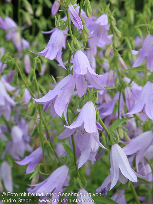 Sarmatische Glockenblume 'Hemelstraling' (Campanula sarmatica)