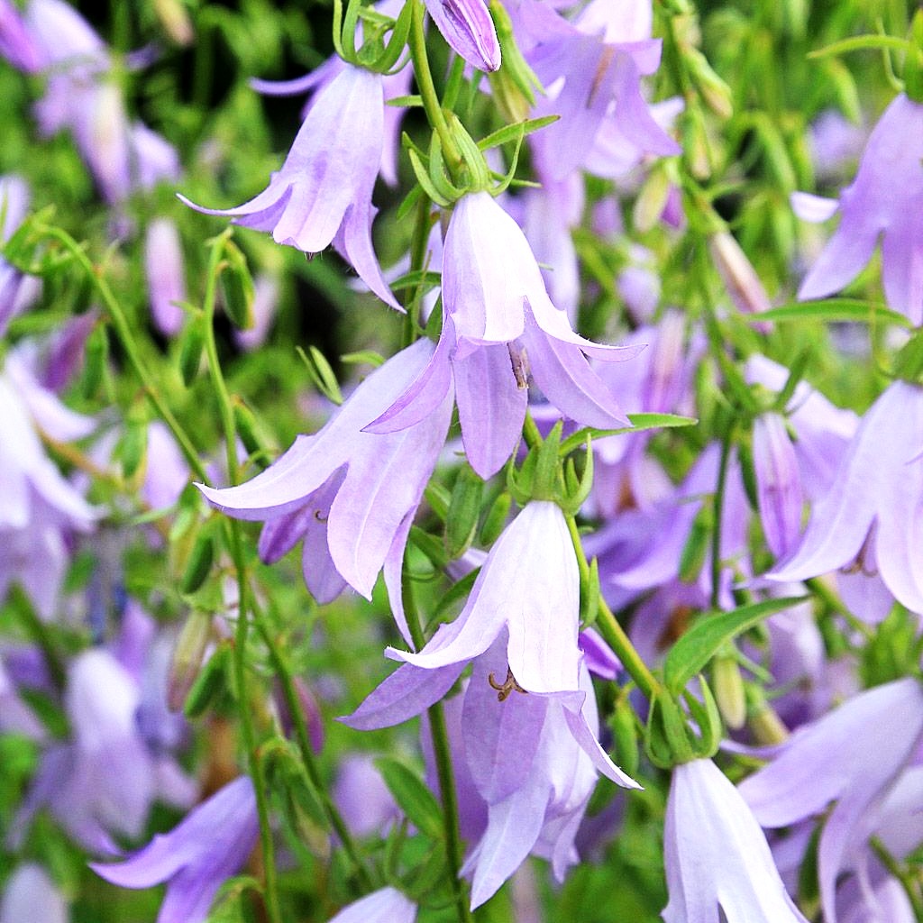 Sarmatische Glockenblume 'Hemelstraling' (Campanula sarmatica)