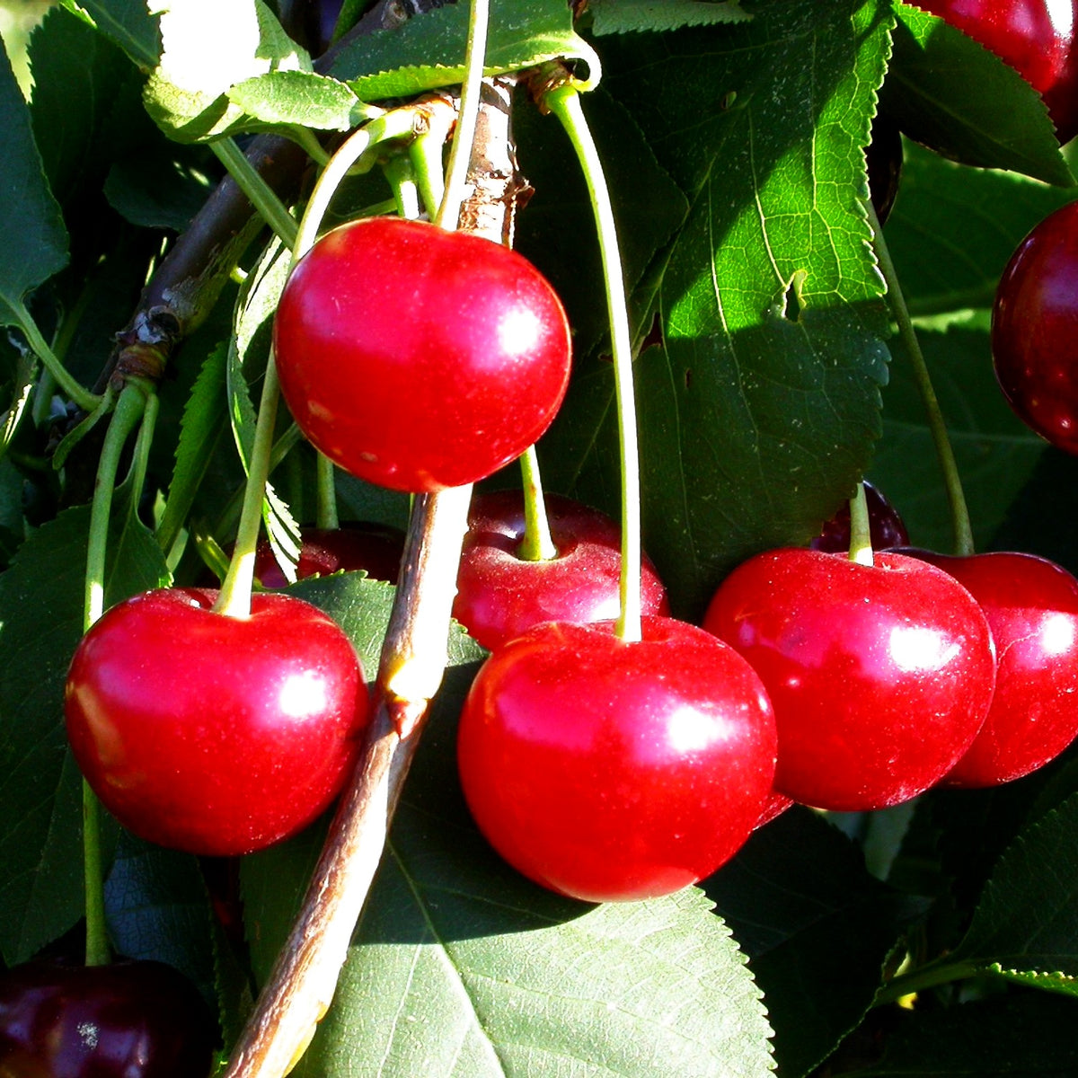 Sauerkirsche 'Achat' (Prunus cer.)