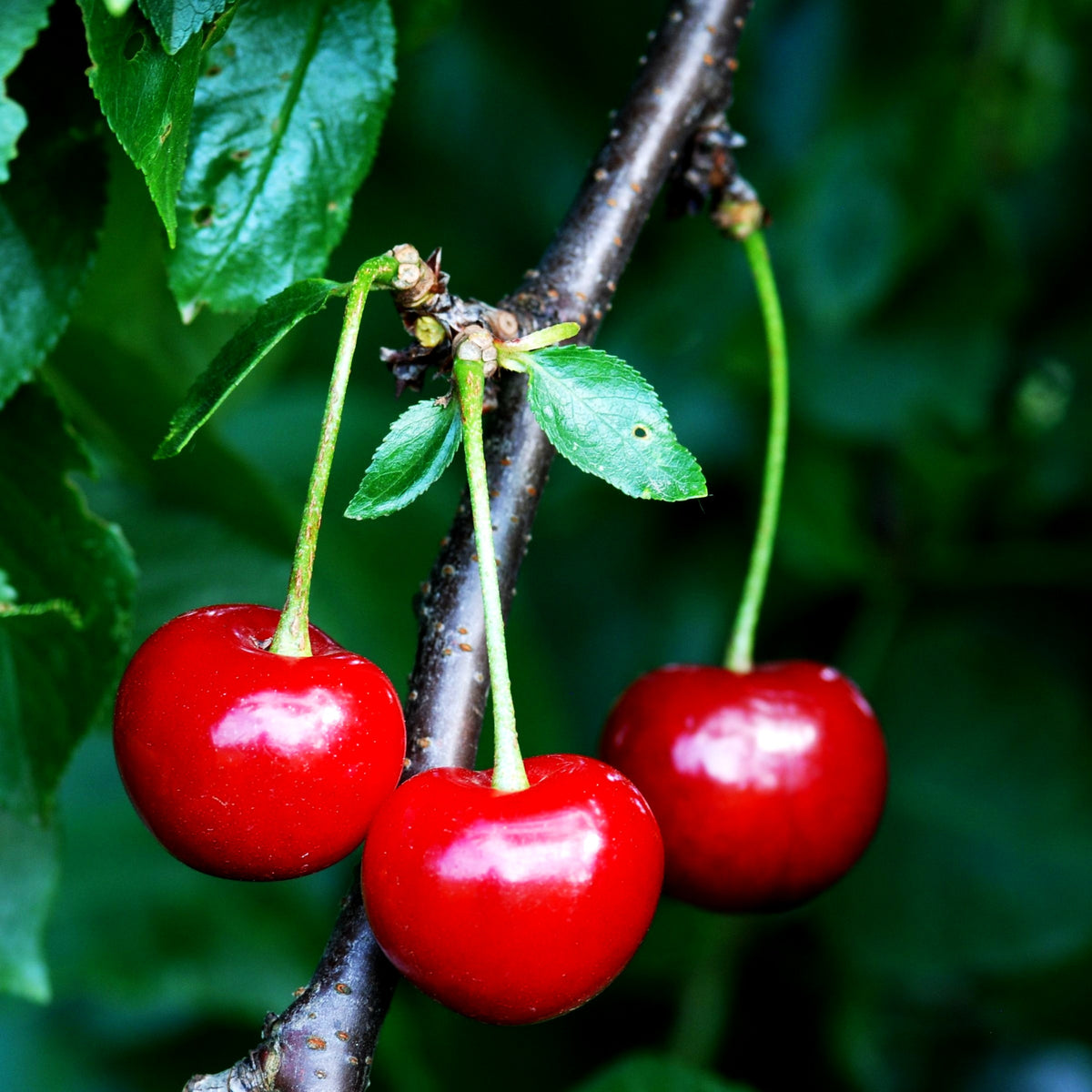 Sauerkirsche 'Achat' (Prunus cer.)