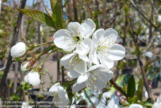 Sauerkirsche 'Gerema' (Prunus cer.)