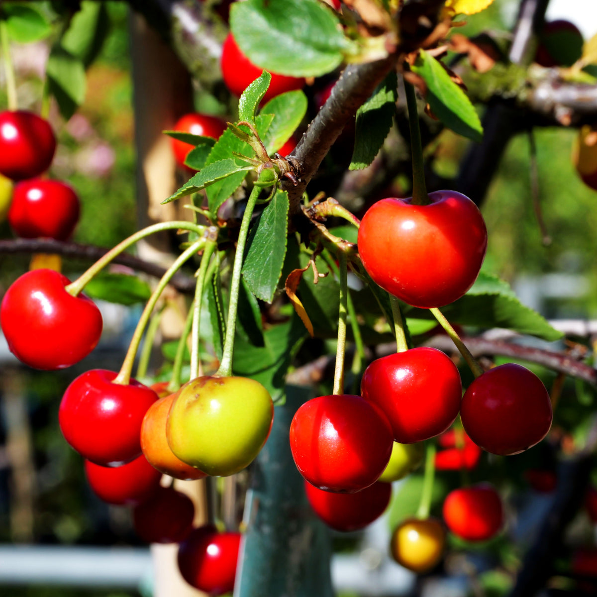 Sauerkirsche 'Karneol' (Prunus cer.)