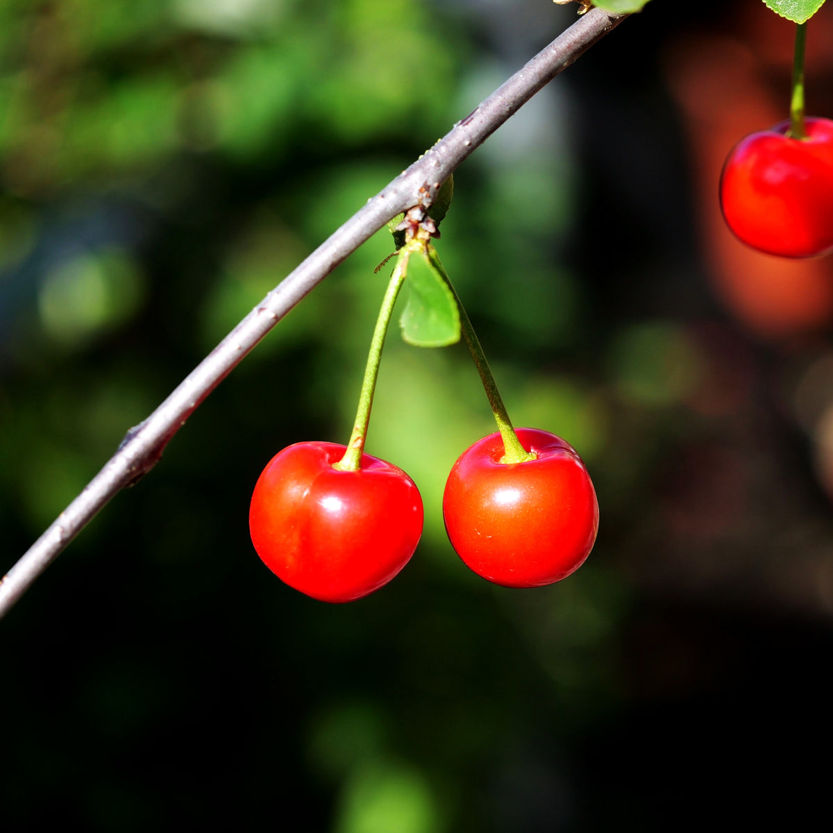 Sauerkirsche 'Karneol' (Prunus cer.)