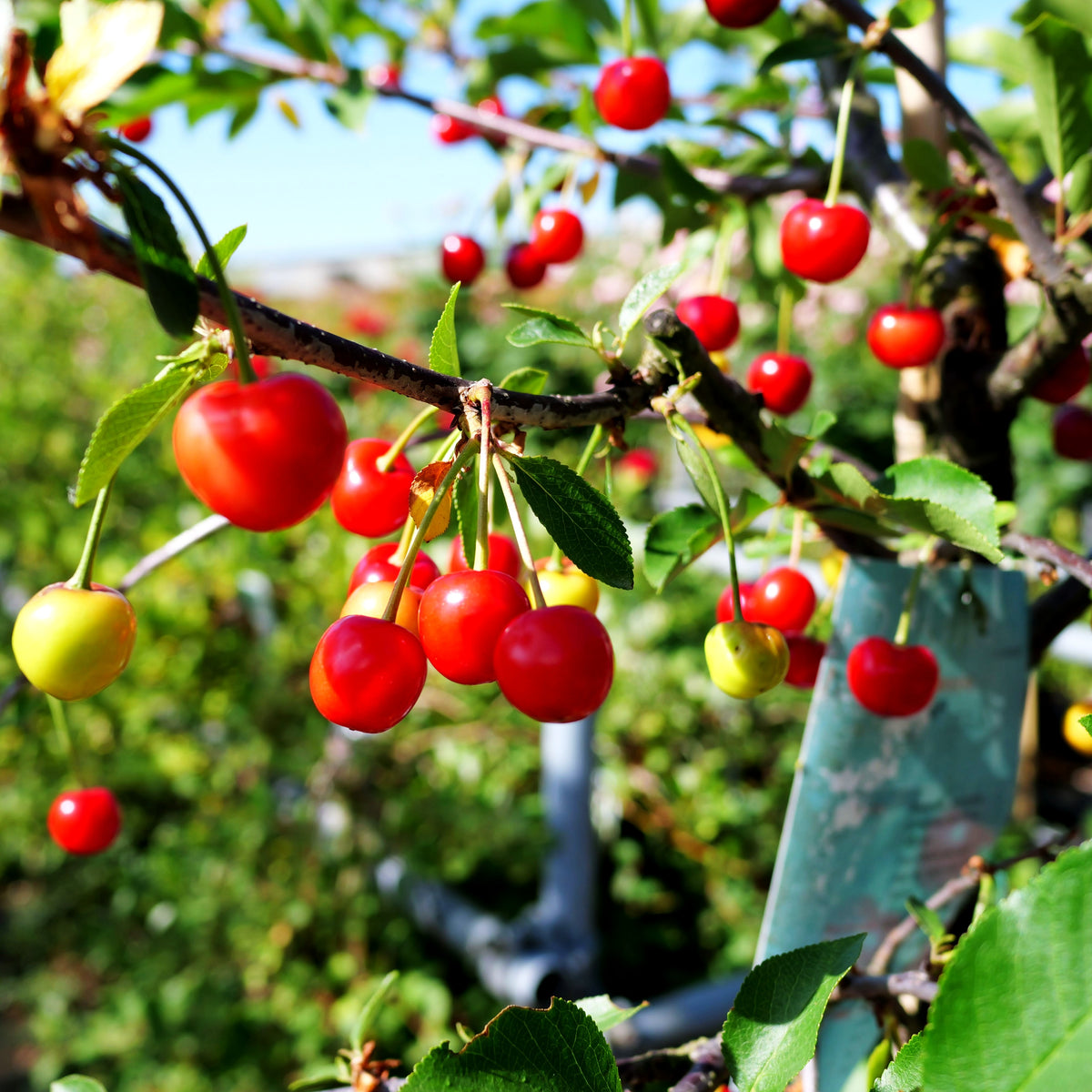 Sauerkirsche 'Karneol' (Prunus cer.)