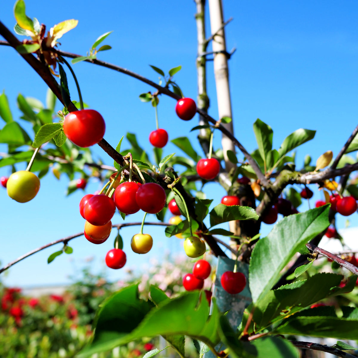 Sauerkirsche 'Karneol' (Prunus cer.)
