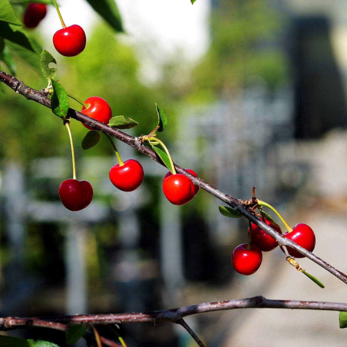 Sauerkirsche 'Karneol' (Prunus cer.)