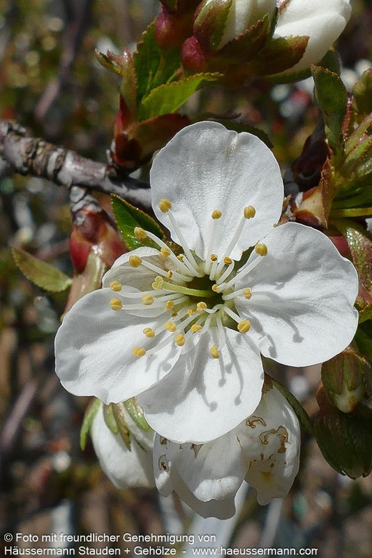 Sauerkirsche 'Morina' (Prunus cer.)