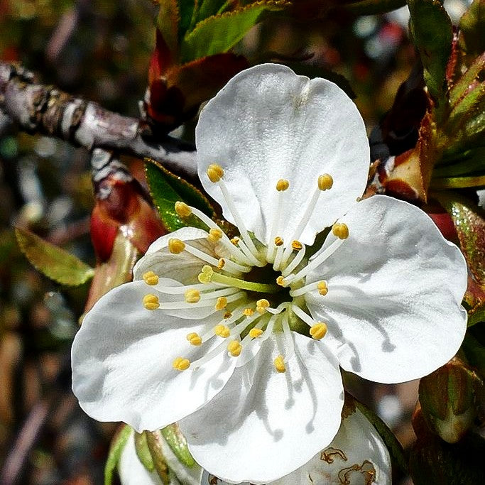 Sauerkirsche 'Morina' (Prunus cer.)