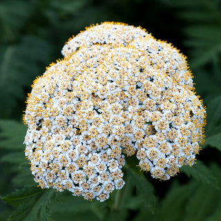 Schafgarben-Margerite (Tanacetum macrophyllum)