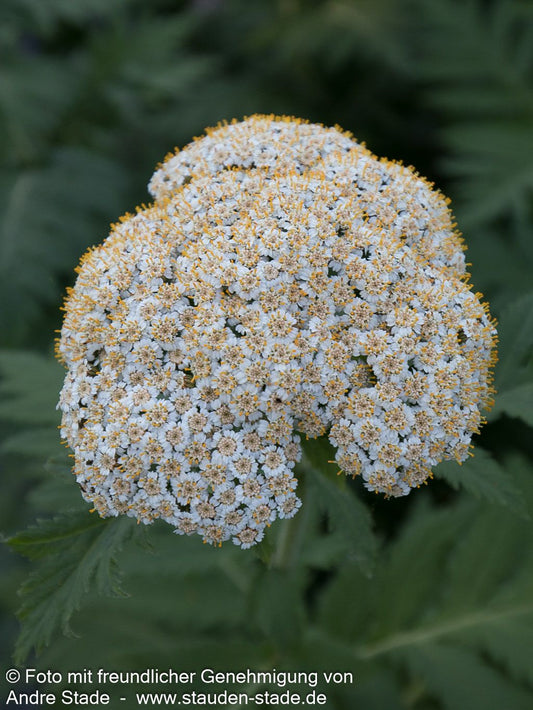 Schafgarben-Margerite (Tanacetum macrophyllum)