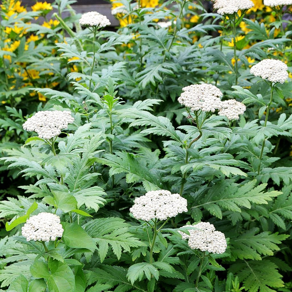 Schafgarben-Margerite (Tanacetum macrophyllum)