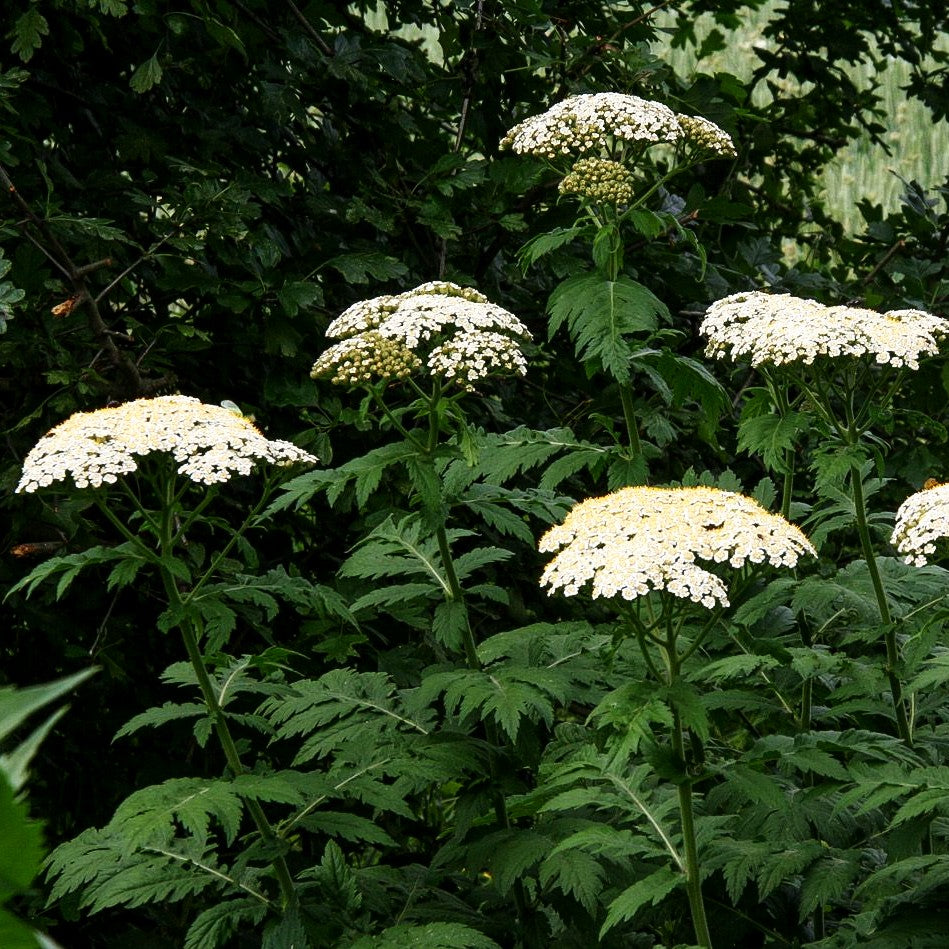 Schafgarben-Margerite (Tanacetum macrophyllum)