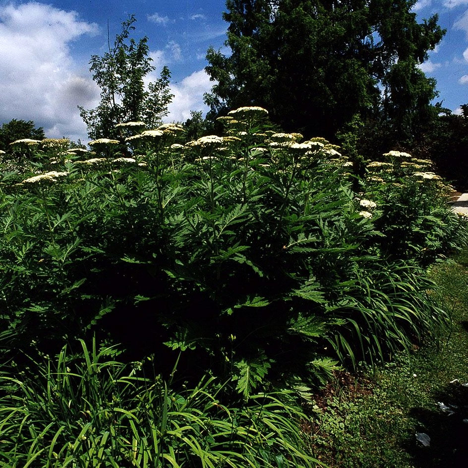 Schafgarben-Margerite (Tanacetum macrophyllum)