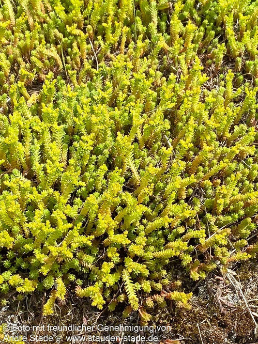 Scharfer Mauerpfeffer (Sedum acre)