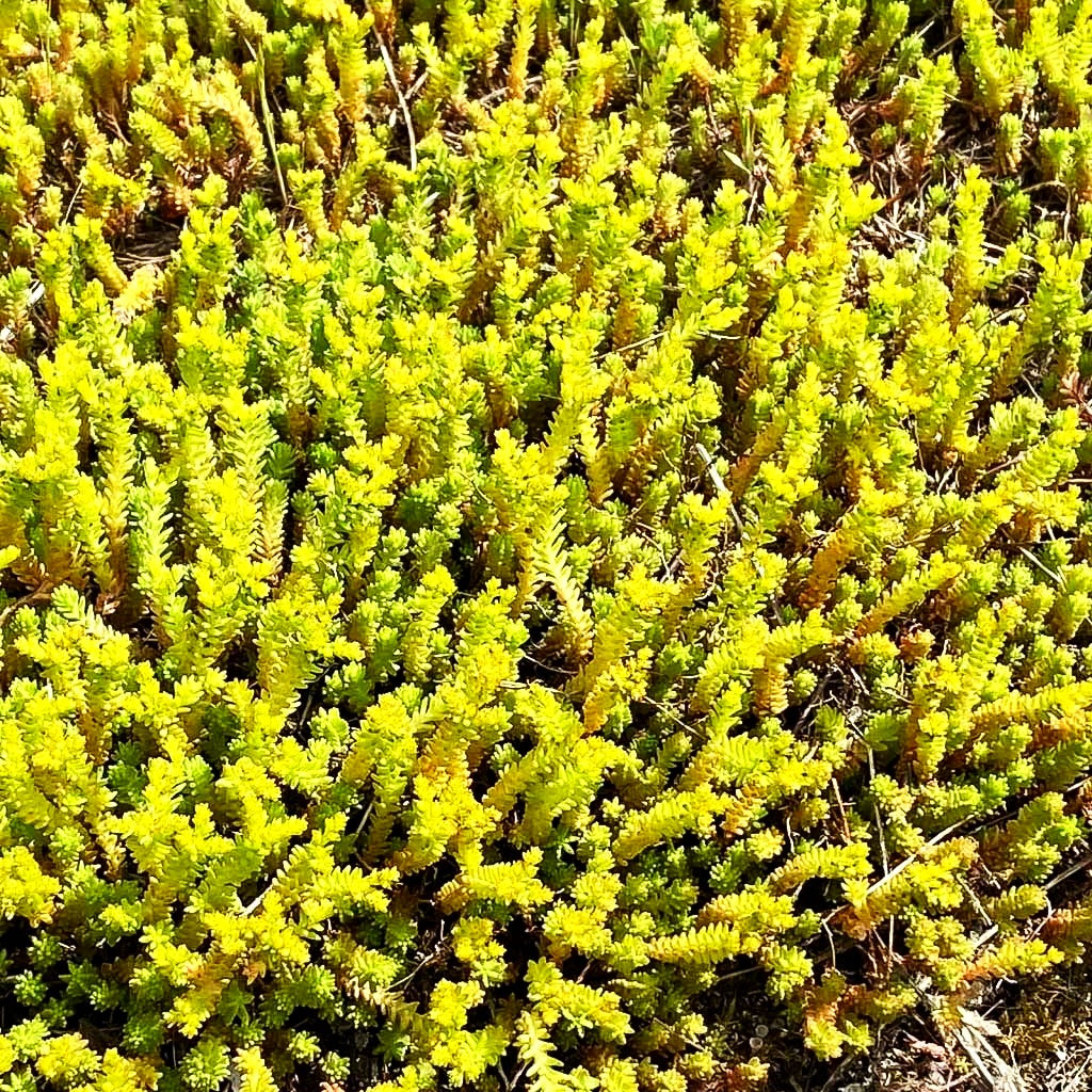 Scharfer Mauerpfeffer (Sedum acre)