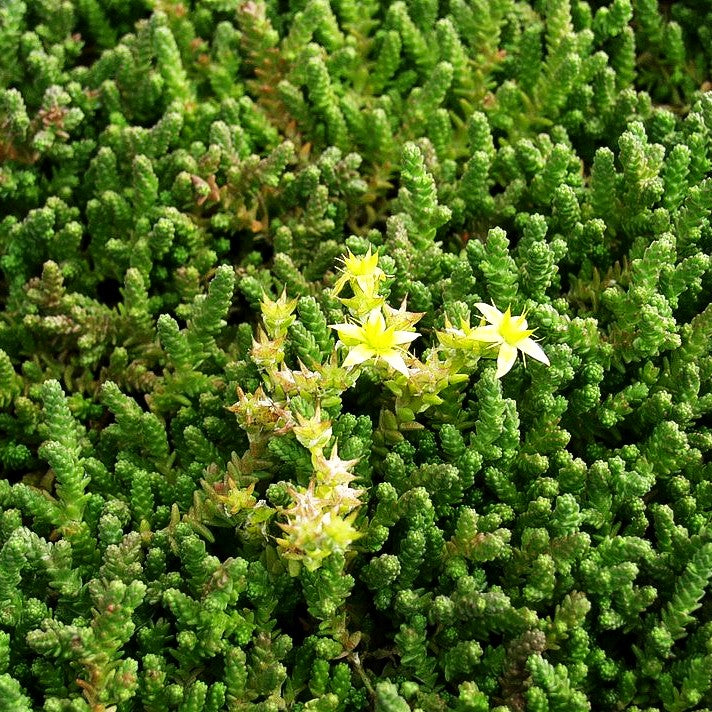 Scharfer Mauerpfeffer (Sedum acre)