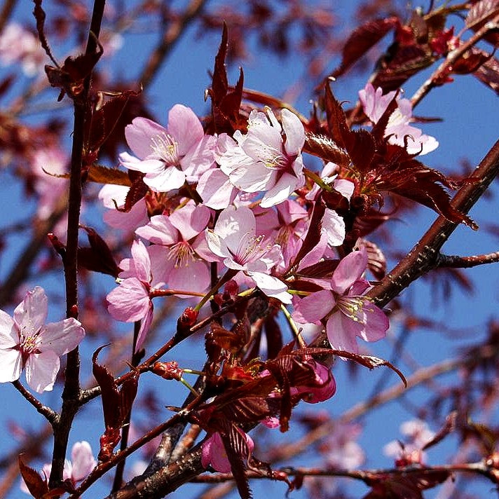 Scharlach-Kirsche (Prunus sargentii Veredlung)