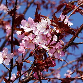 Scharlach-Kirsche (Prunus sargentii Veredlung)