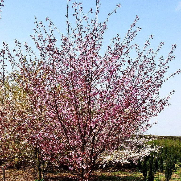Scharlach-Kirsche (Prunus sargentii Veredlung)