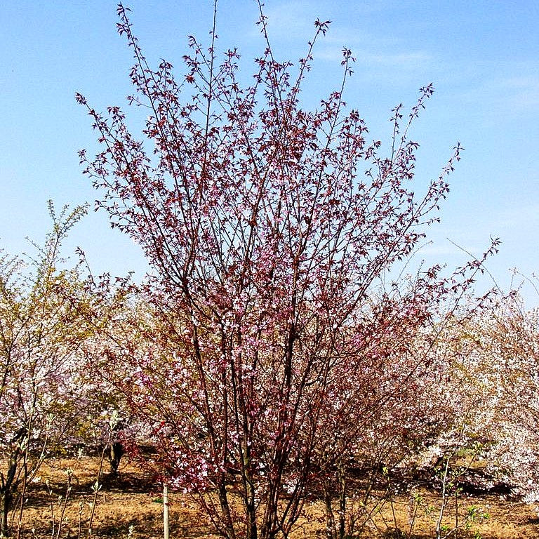 Scharlach-Kirsche (Prunus sargentii Veredlung)