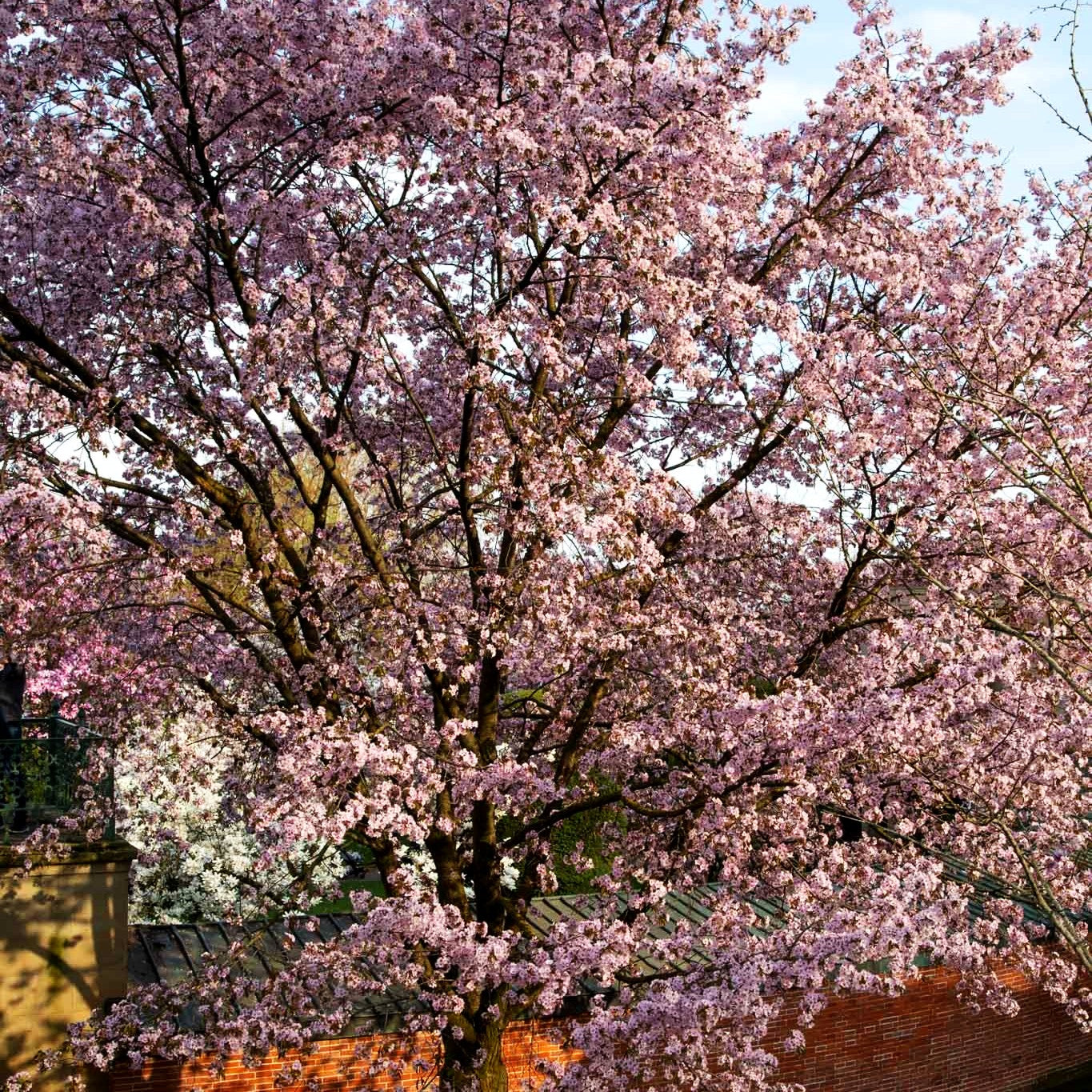 Scharlach-Kirsche (Prunus sargentii Veredlung)