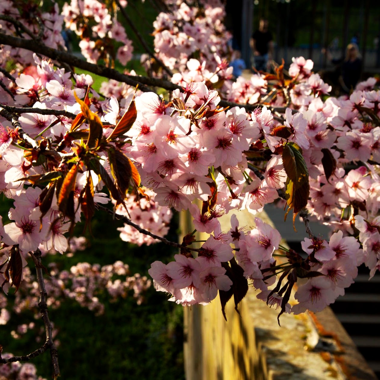 Scharlach-Kirsche (Prunus sargentii Veredlung)