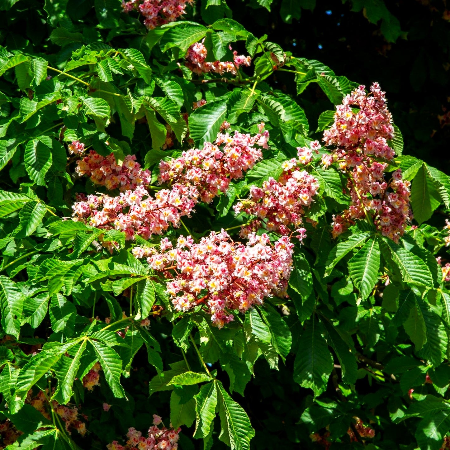 Scharlach-Rosskastanie (Aesculus x carnea)