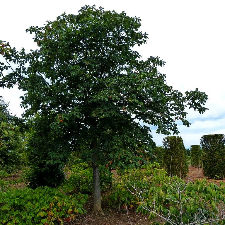 Scharlach-Rosskastanie (Aesculus x carnea)