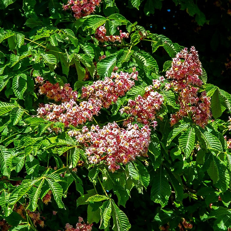 Scharlach-Rosskastanie 'Briotii' (Aesculus x carnea)