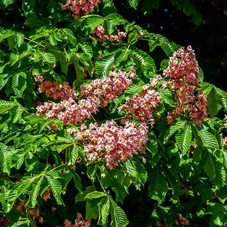 Scharlach-Rosskastanie 'Briotii' (Aesculus x carnea)