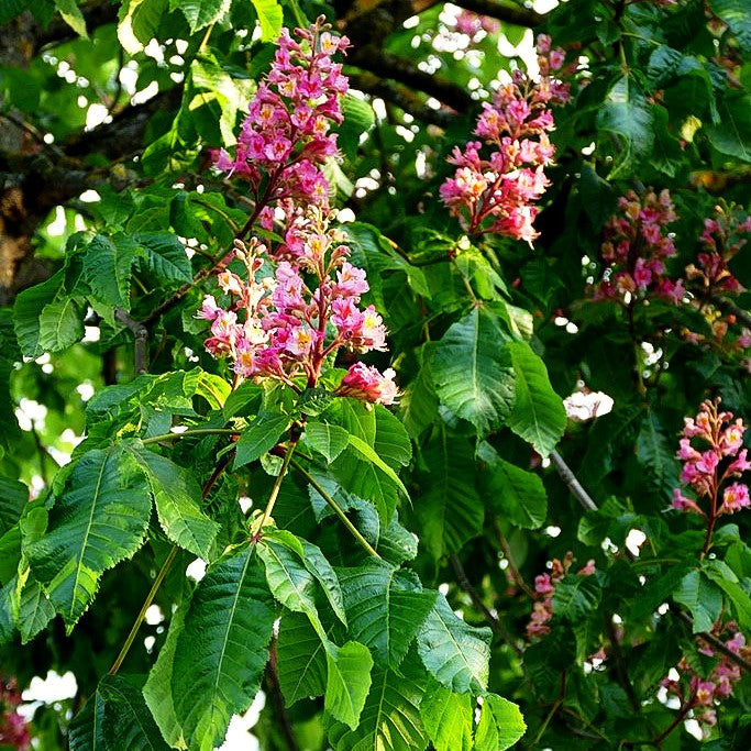 Scharlach-Rosskastanie 'Briotii' (Aesculus x carnea)