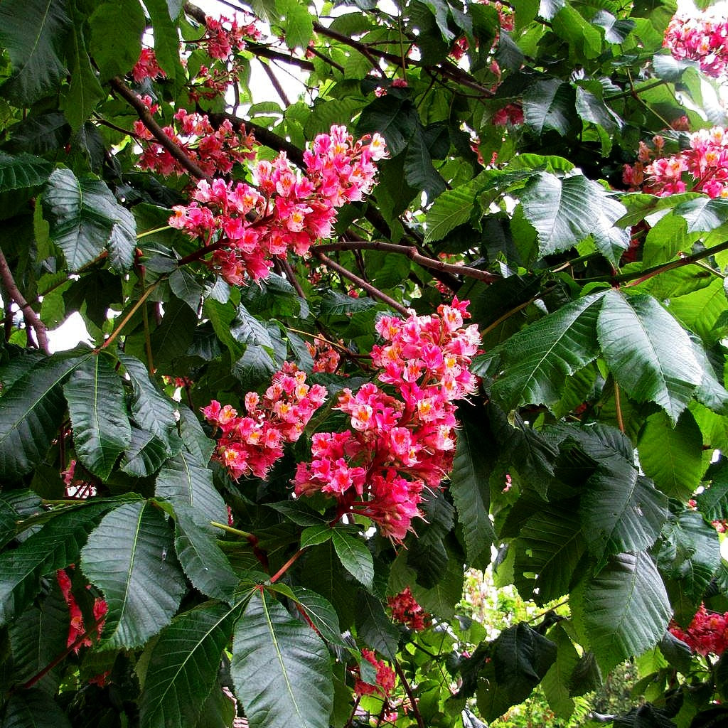 Scharlach-Rosskastanie 'Briotii' (Aesculus x carnea)