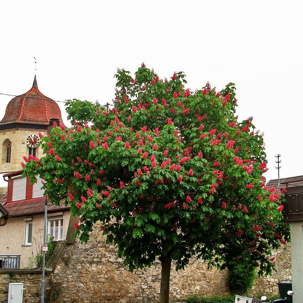 Scharlach-Rosskastanie 'Briotii' (Aesculus x carnea)