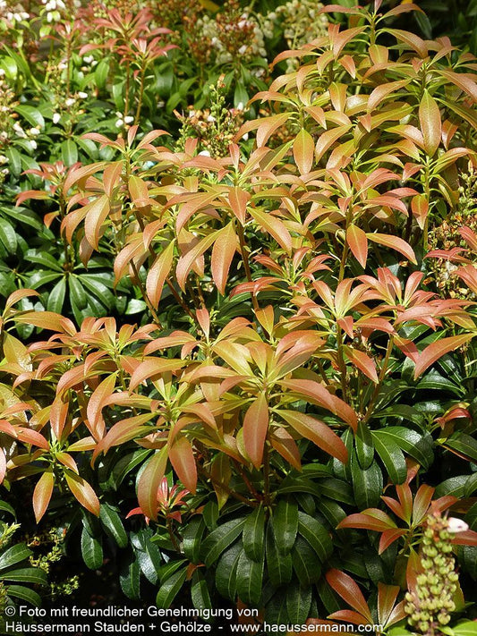 Schattenglöckchen 'Bonfire' (Pieris japonica)
