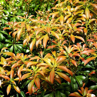 Schattenglöckchen 'Bonfire' (Pieris japonica)