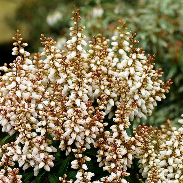 Schattenglöckchen 'Bonfire' (Pieris japonica)