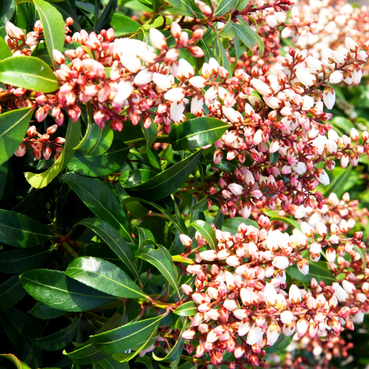Schattenglöckchen 'Bonfire' (Pieris japonica)