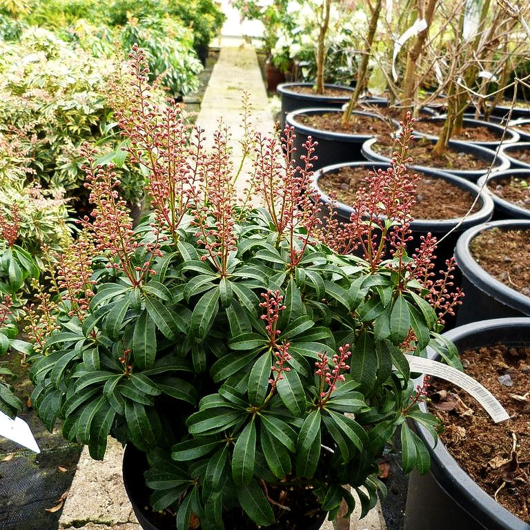 Schattenglöckchen 'Bonfire' (Pieris japonica)