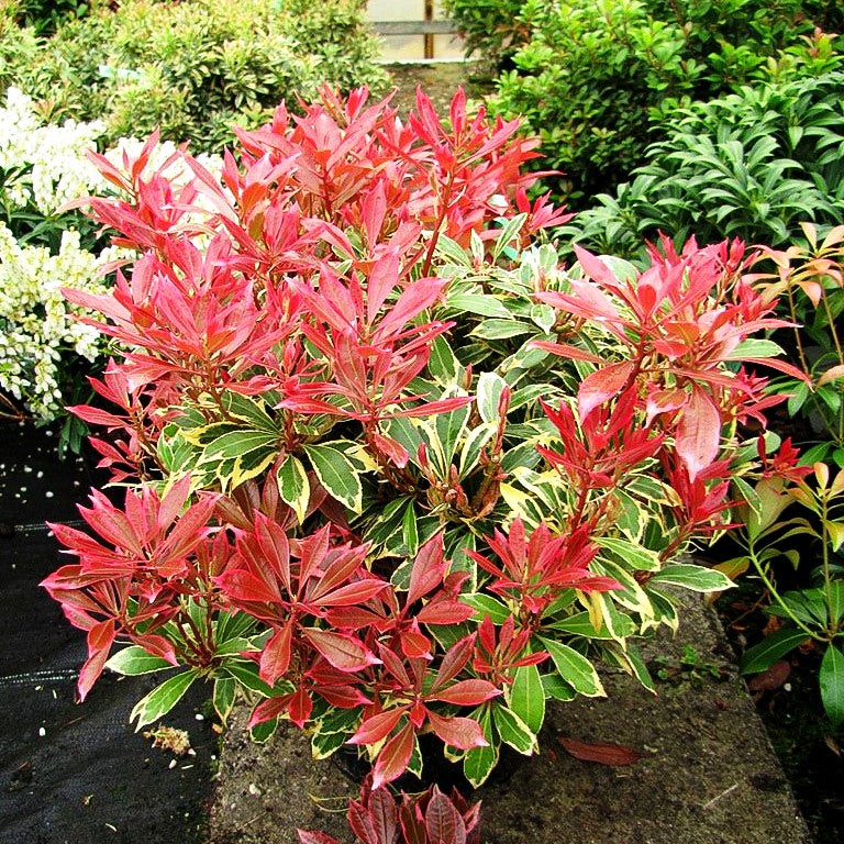 Schattenglöckchen 'Carnaval' (Pieris japonica)