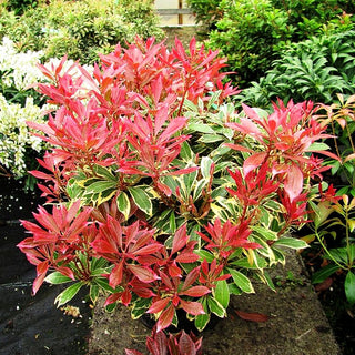 Schattenglöckchen 'Carnaval' (Pieris japonica)