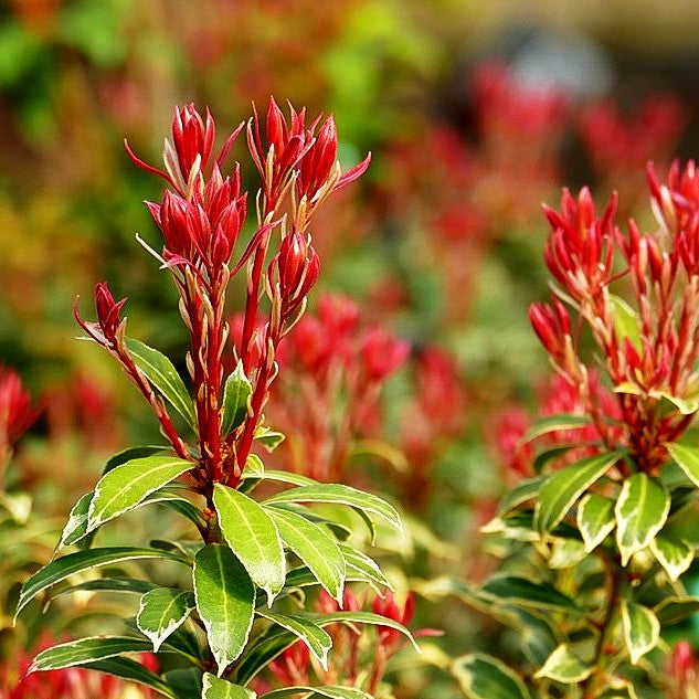 Schattenglöckchen 'Carnaval' (Pieris japonica)